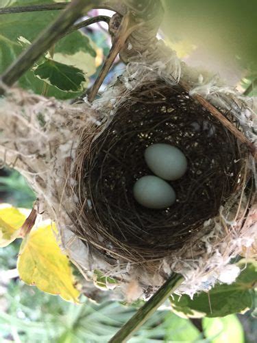 鳥築巢在家|野鳥叫聲好滋擾？家中有野鳥築巢怎麼辦？漁護署教你。